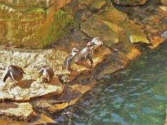 149 BIO PARC DE DOUE LA FONTAINE 6- 2016_000028